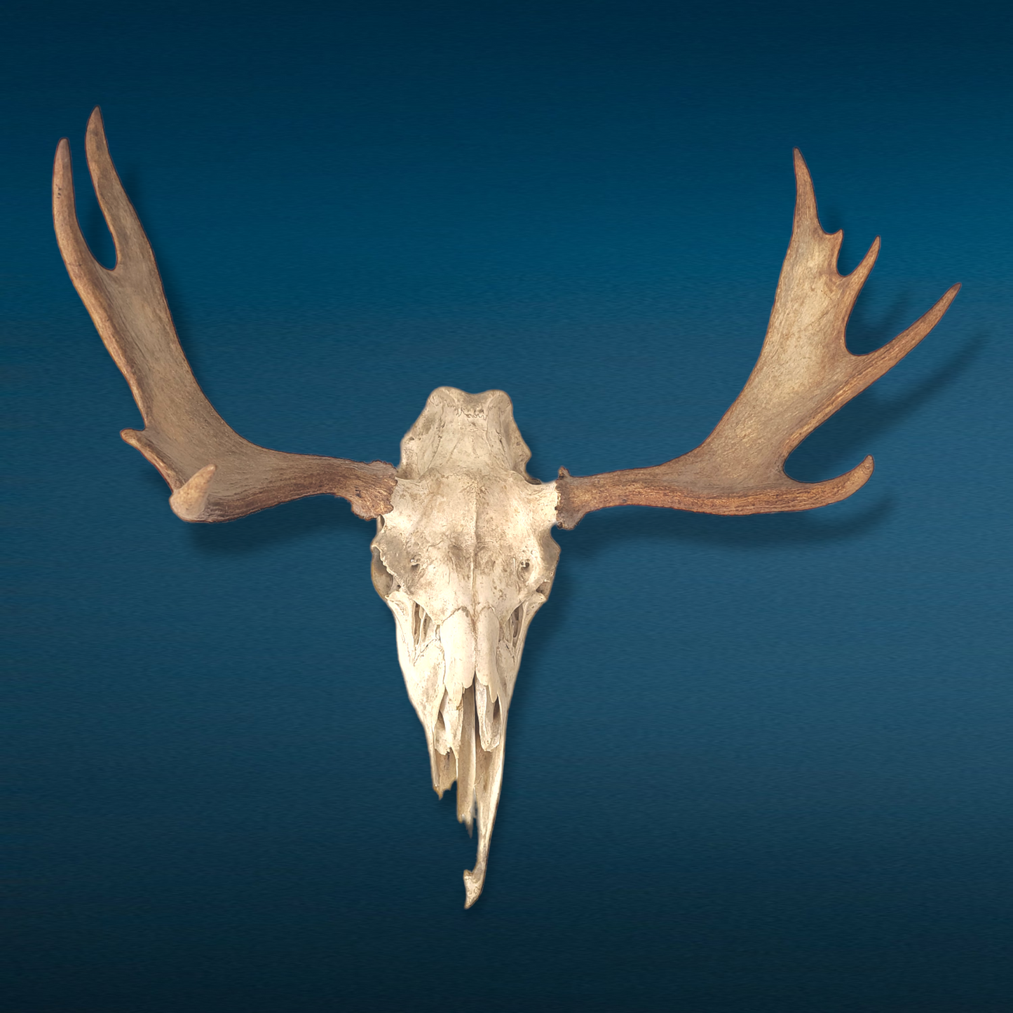 Bull Moose Skull With Rack