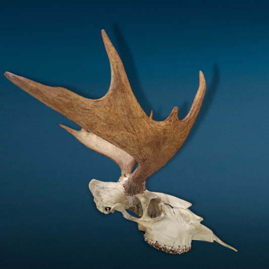 Bull Moose Skull With Rack