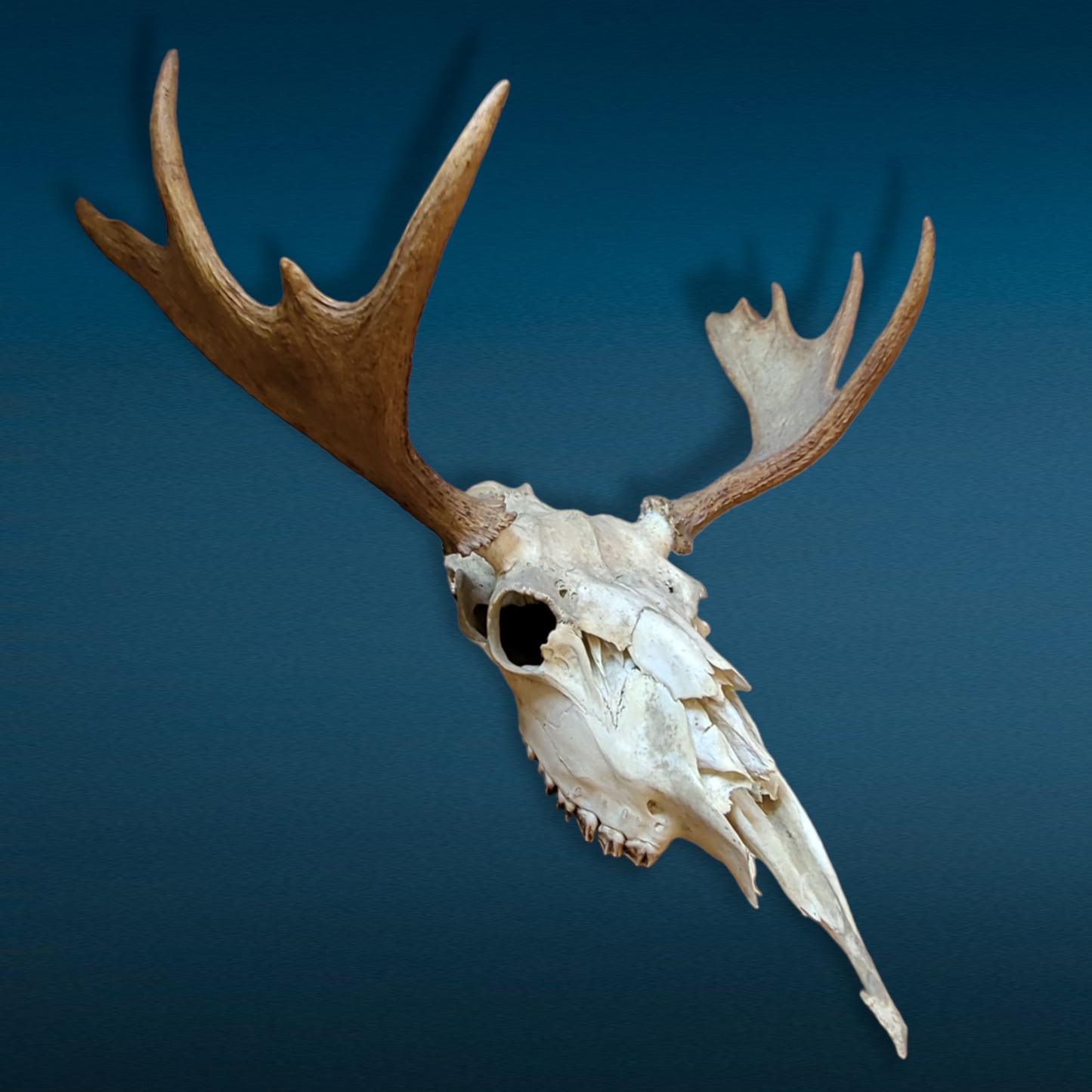 Bull Moose Skull With Rack – Richard Romberg Antiques