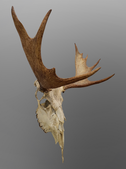 Bull Moose Skull With Rack